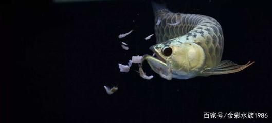 龍魚怎樣喂食：龍魚喂食方法和注意事項