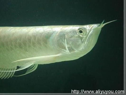 銀龍魚常見疾病的預防方法：關于銀龍魚常見疾病的預防方法