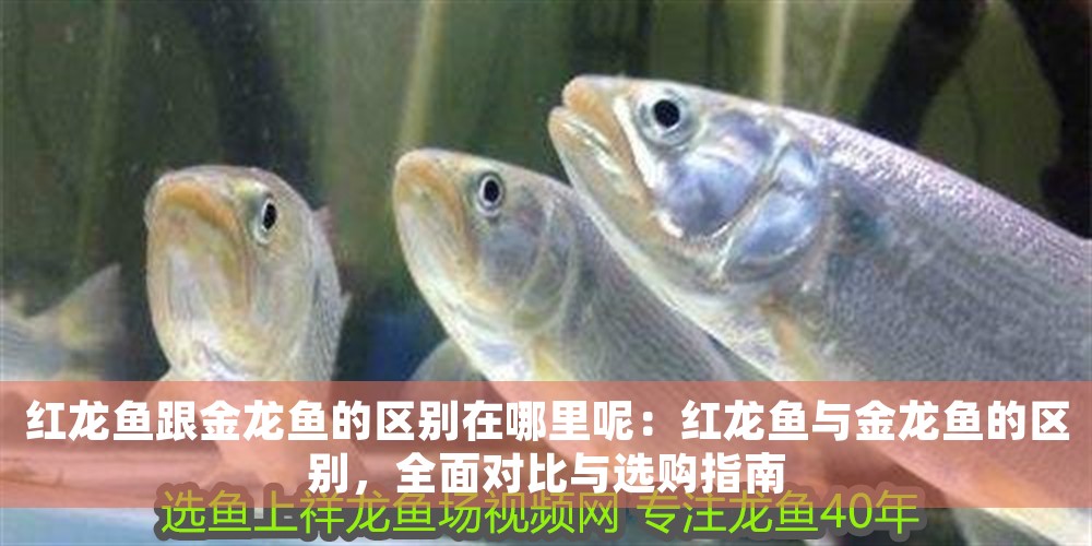 紅龍魚跟金龍魚的區別在哪里呢：紅龍魚與金龍魚的區別，全面對比與選購指南