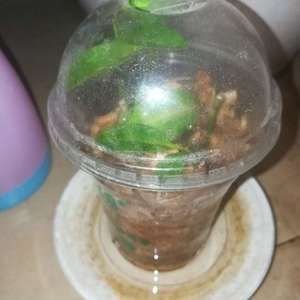 檸檬鯽繁殖技術要點：檸檬鯽繁殖技術要點檸檬鯽繁殖技術要點