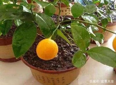 檸檬鯽繁殖技術要點：檸檬鯽繁殖技術要點檸檬鯽繁殖技術要點