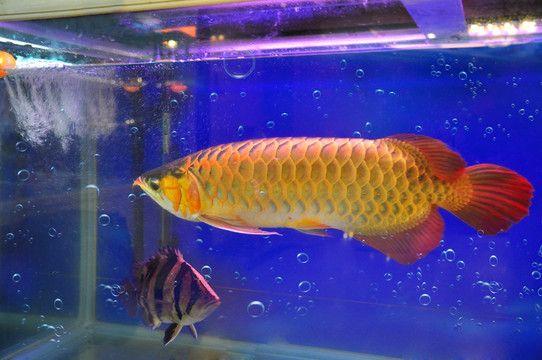 紅龍魚的鱗片比金龍魚薄，：探討紅龍魚和金龍魚的鱗片厚度時