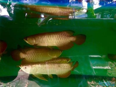 鸚鵡魚和銀龍一起養怎么喂：印尼的金龍魚養殖基地在國內占有一席之地，市場競爭日益激烈