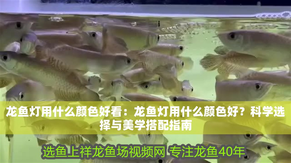 龍魚燈用什么顏色好看：龍魚燈用什么顏色好？科學選擇與美學搭配指南