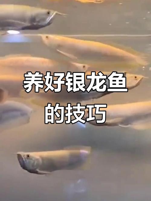 銀龍魚蒙眼是怎么回事圖片