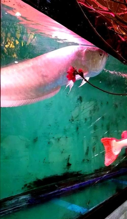 銀龍魚蒙眼是怎么回事圖片
