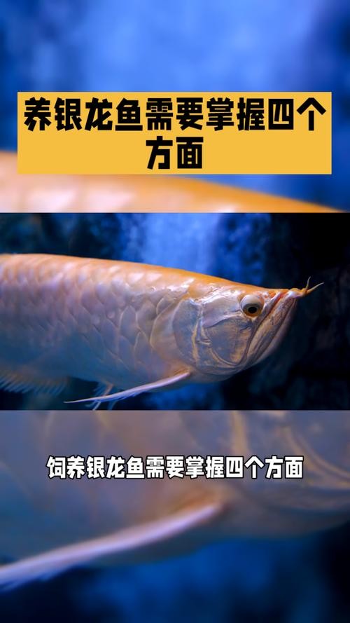 銀龍魚蒙眼是怎么回事圖片