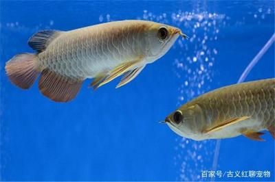 龍魚如何配對最好，如何選擇合適的龍魚