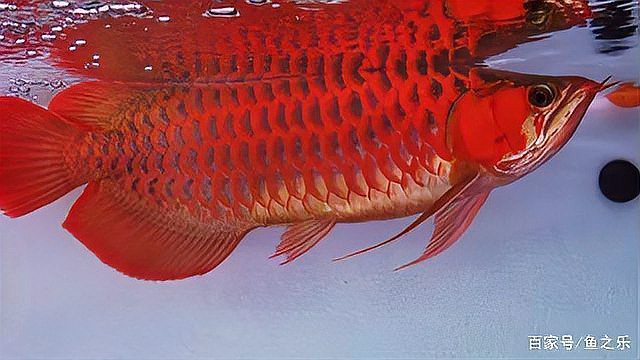 辣椒紅龍魚圖片大全高清