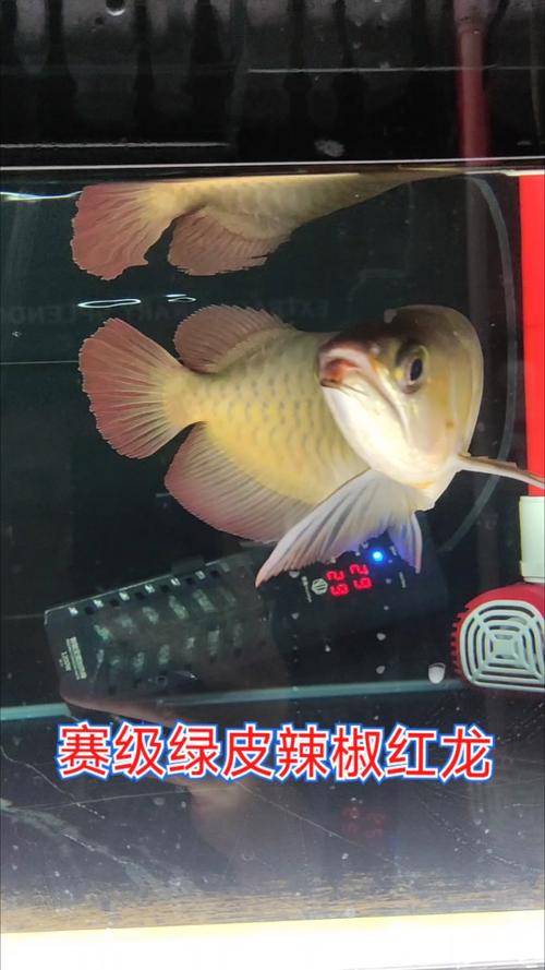 辣椒紅龍魚圖片大全高清
