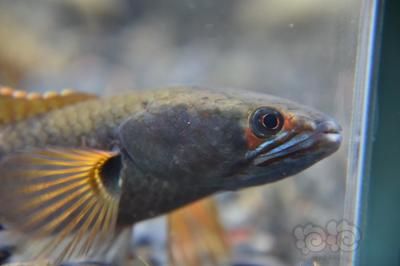 血斑雷龍魚1型好養(yǎng)嘛：血斑雷龍魚1型適合新手飼養(yǎng)嗎