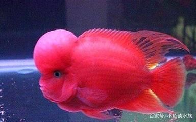 龍魚褪色是怎么造成的視頻：龍魚為什么會褪色 龍魚褪色是怎么造成的視頻：龍魚為什么會褪色 龍魚百科 第5張