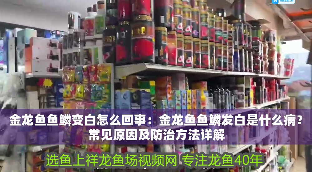 金龍魚魚鱗變白怎么回事：金龍魚魚鱗發(fā)白是什么病？常見原因及防治方法詳解