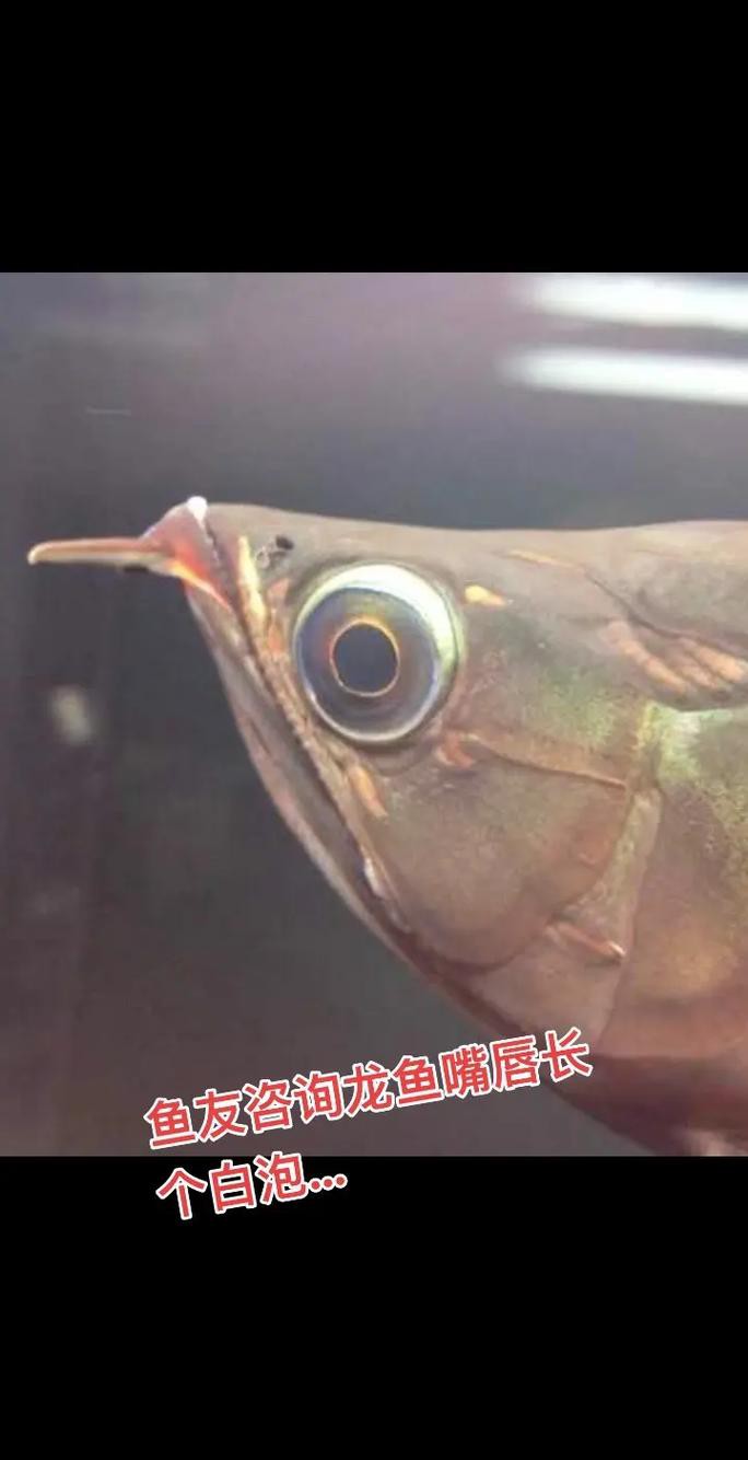 印尼紅龍魚怎么養活的圖片
