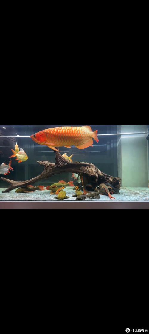 印尼紅龍魚怎么養活的圖片