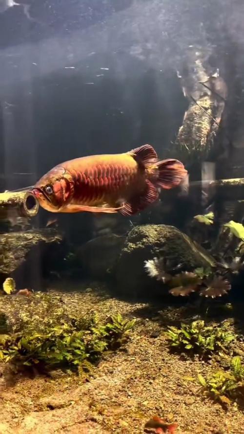 印尼紅龍魚怎么養活的圖片