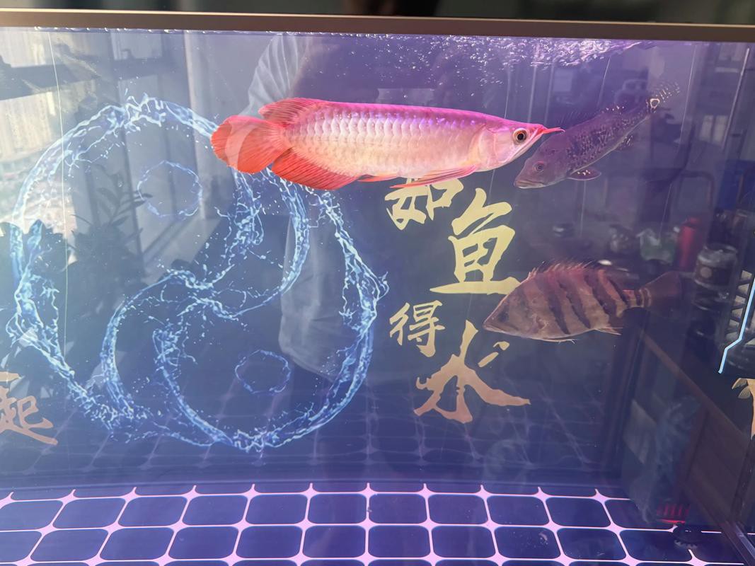 印尼紅龍魚怎么養活的圖片
