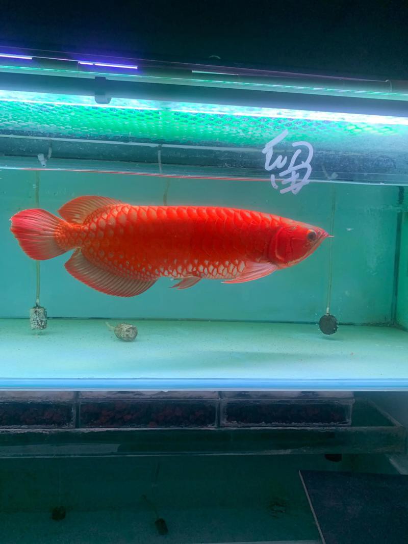 印尼紅龍魚怎么養活的圖片