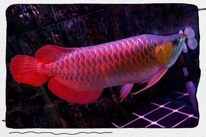 印尼紅龍魚怎么養活的圖片