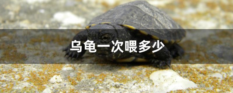 烏龜一次喂多少