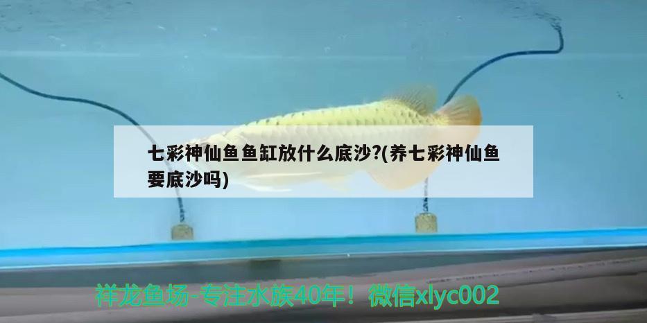 紅龍魚與金龍魚混養(yǎng)好嗎視頻：紅龍魚與金龍魚混養(yǎng)好嗎視頻教程