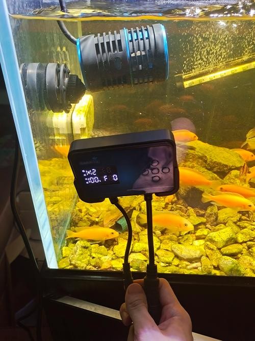 龍魚趴缸期間如何保持水質穩定？