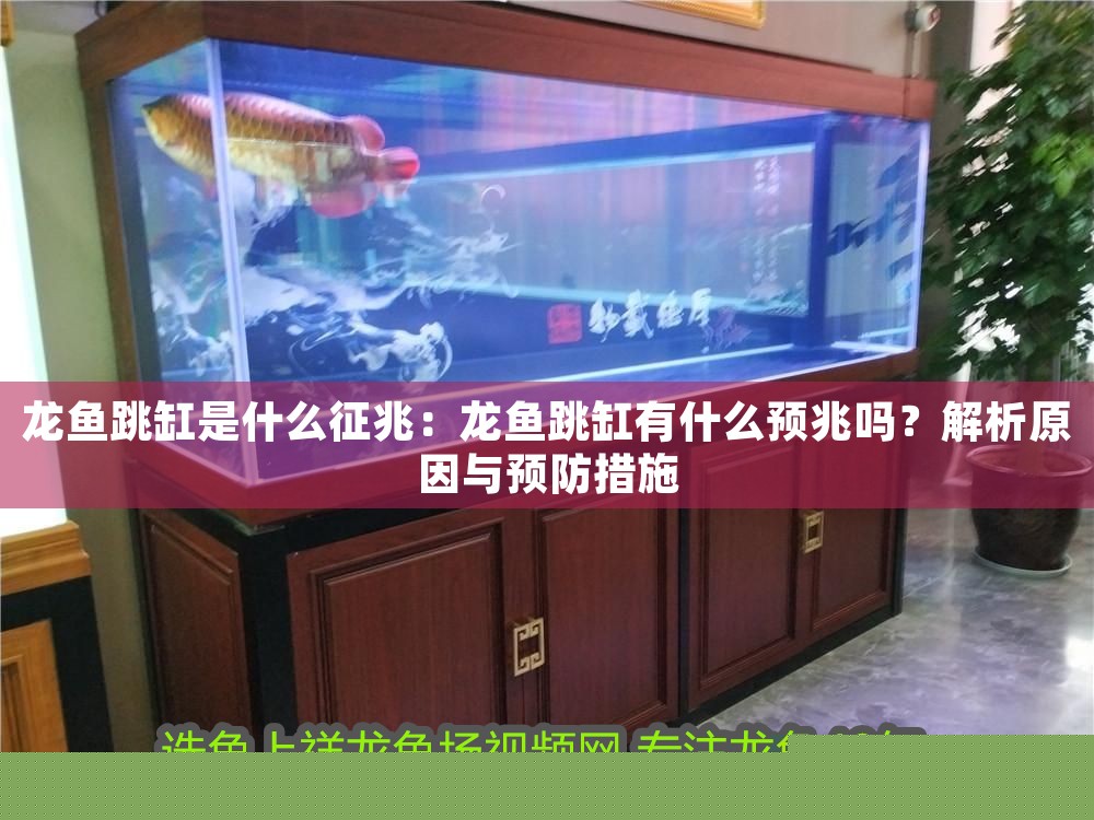 龍魚跳缸是什么征兆：龍魚跳缸有什么預兆嗎？解析原因與預防措施