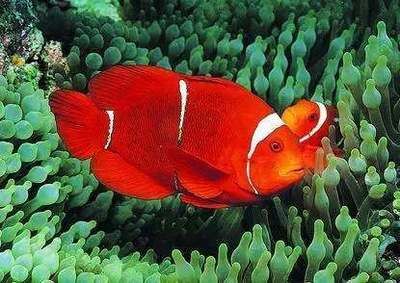 龍魚短身好還是長身好呢，長身龍魚和短身龍魚各有千秋