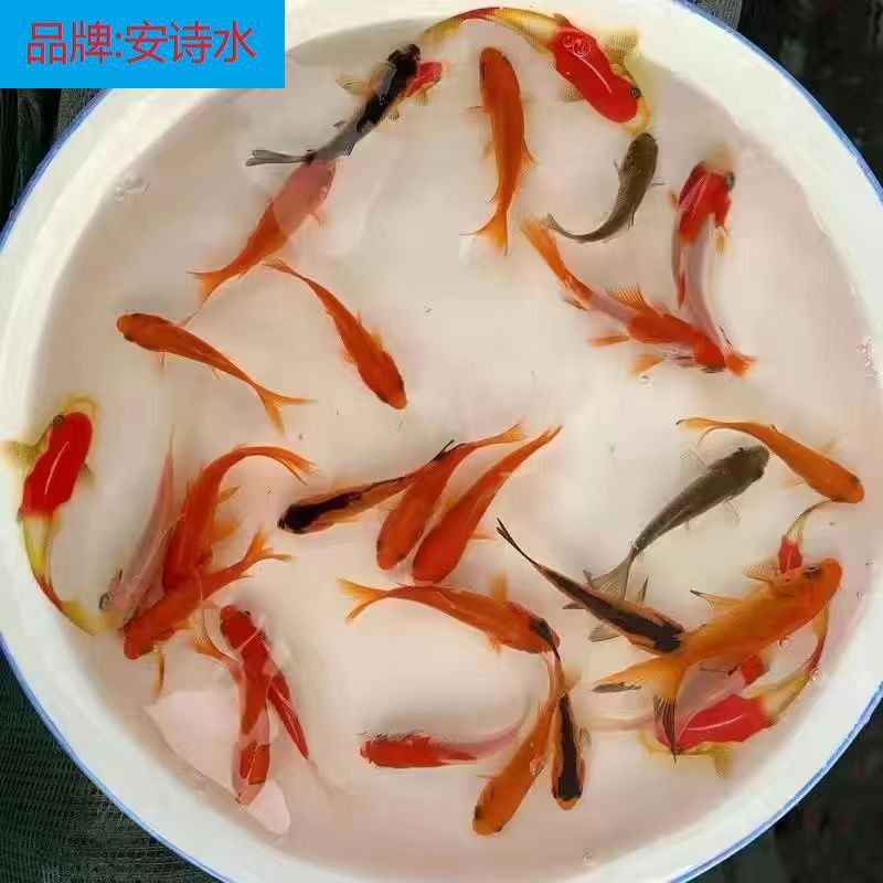龍魚(yú)魚(yú)食制作視頻：自制龍魚(yú)飼料保存方法，龍魚(yú)控食期注意事項(xiàng)