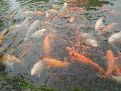 龍魚(yú)魚(yú)食制作視頻：自制龍魚(yú)飼料保存方法，龍魚(yú)控食期注意事項(xiàng)