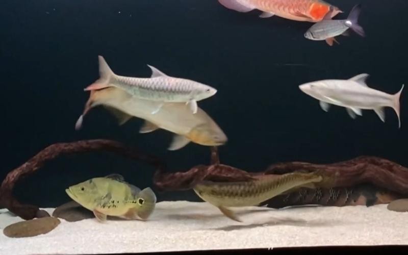黃金河虎能和龍魚混養嗎圖片大全