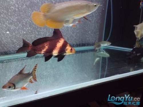 黃金河虎能和龍魚混養嗎圖片大全