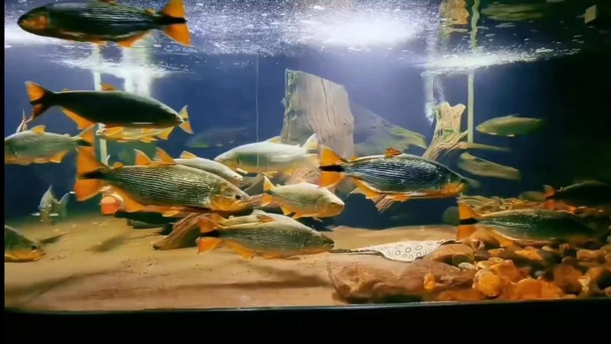 黃金河虎能和龍魚混養嗎圖片大全