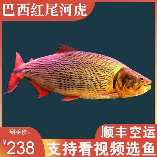 黃金河虎能和龍魚混養嗎圖片大全