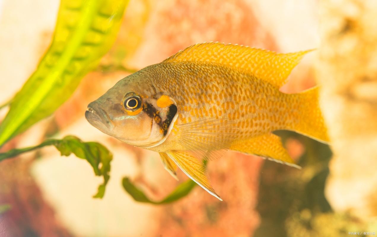 黃金河虎能和龍魚混養嗎圖片大全