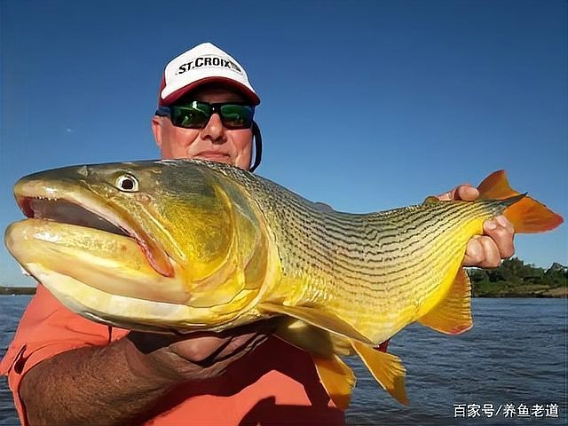 黃金河虎能和龍魚混養嗎圖片大全