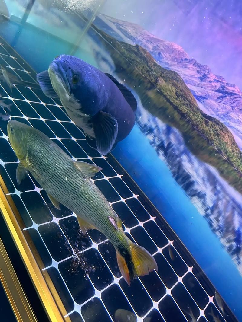 黃金河虎能和龍魚混養嗎圖片大全