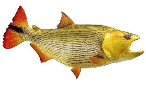 黃金河虎能和龍魚混養嗎圖片大全