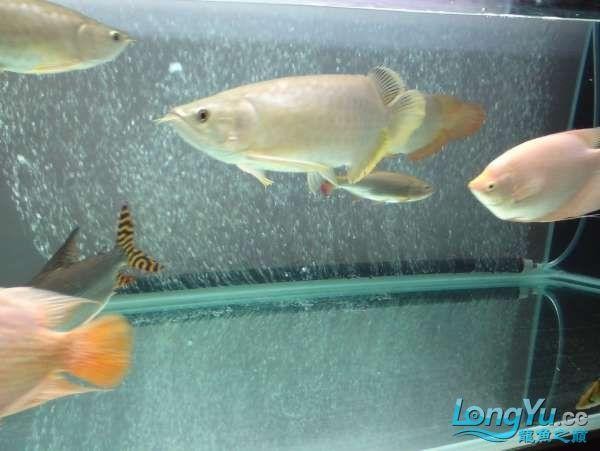 黃金河虎能和龍魚混養嗎圖片大全