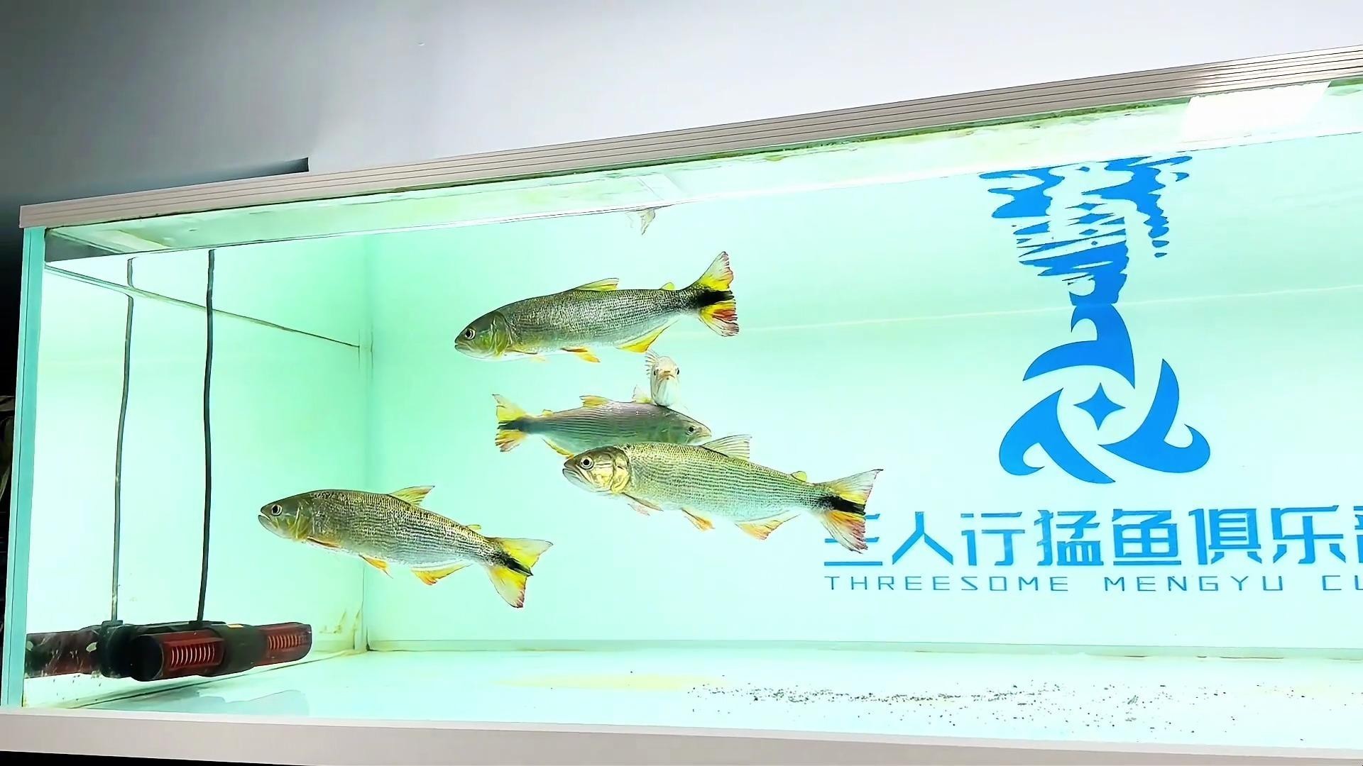 黃金河虎能和龍魚混養嗎圖片大全