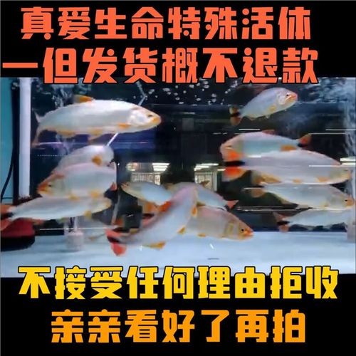 黃金河虎能和龍魚混養嗎圖片大全