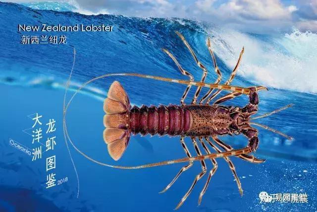 紅龍龍蝦的產(chǎn)地在哪里？