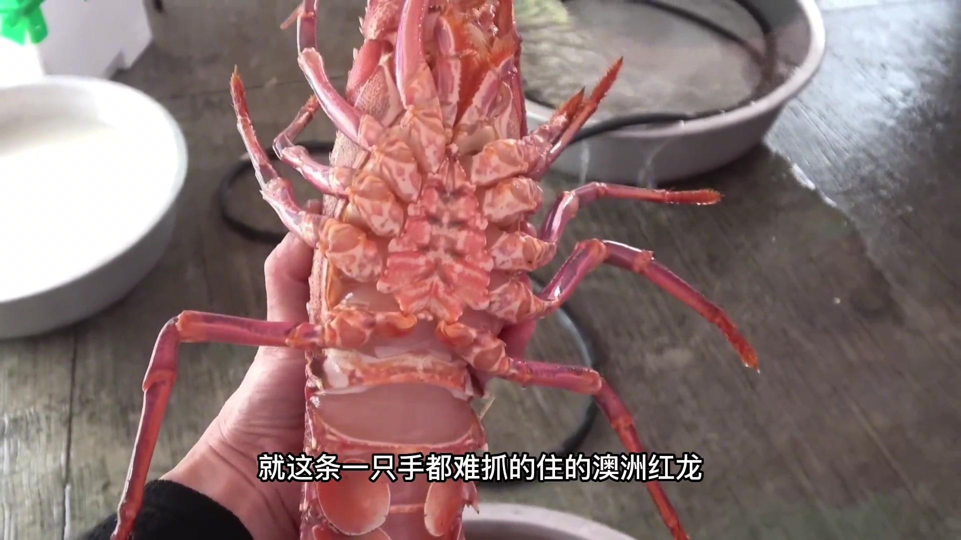紅龍龍蝦的產(chǎn)地在哪里？