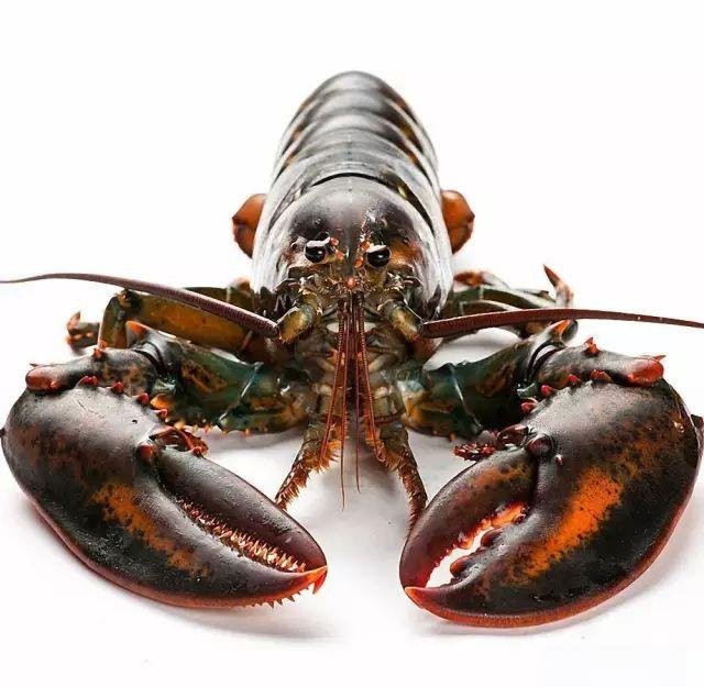 紅龍龍蝦的產(chǎn)地在哪里？