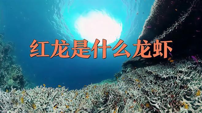 紅龍龍蝦的產(chǎn)地在哪里？