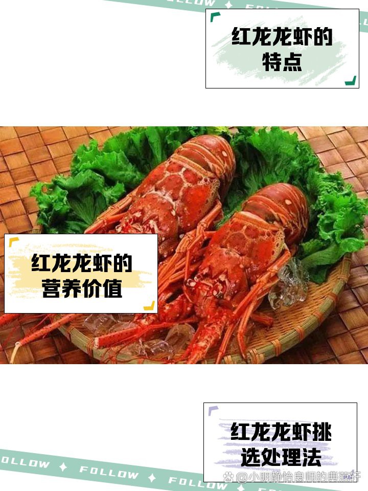 紅龍龍蝦的產(chǎn)地在哪里？