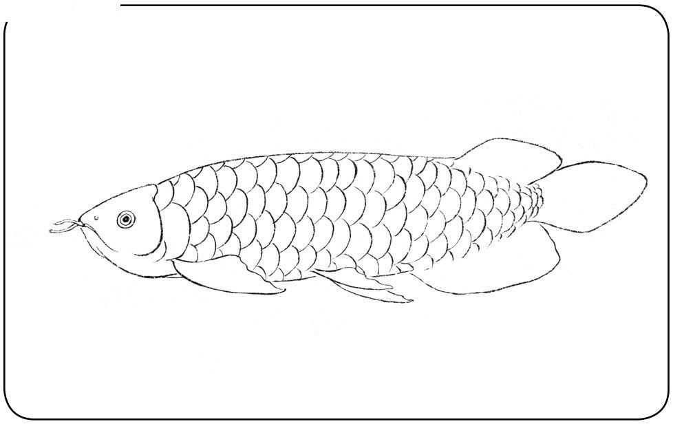 怎么簡單畫龍魚教程：簡單畫龍魚教程