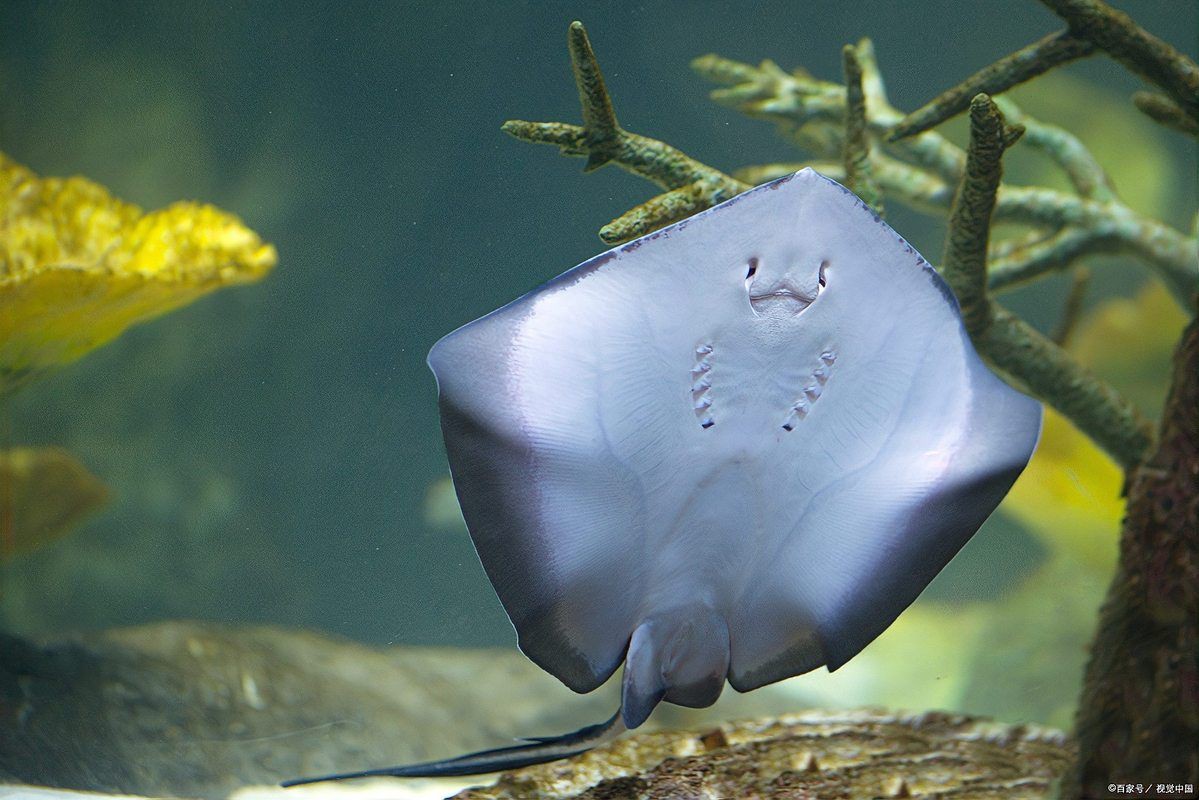 魔鬼魚值錢嗎
