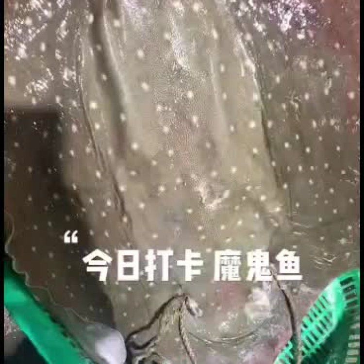 魔鬼魚值錢嗎