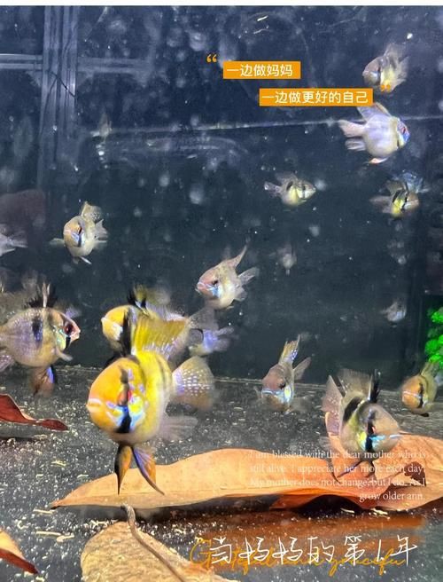 藍玉鳳凰魚公母對照圖